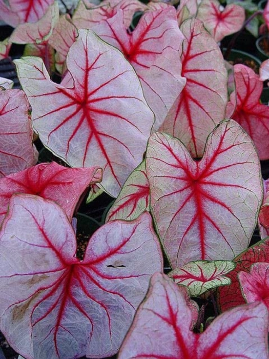 Evergreeness India Caladium Flowers Bulbs Caladium Peppermint Leafy Plant Hybrid Bulbs Hybrid Bulbs for Indoor Outdoor Home Gardening winter Flowering Bulbs Design N PACK OF 2