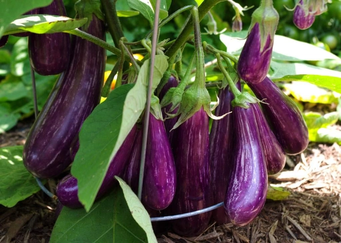 Evergreeness India Vegetable Seeds Giant " BRINJAL " Long Purple Eggplant - 50 Seeds