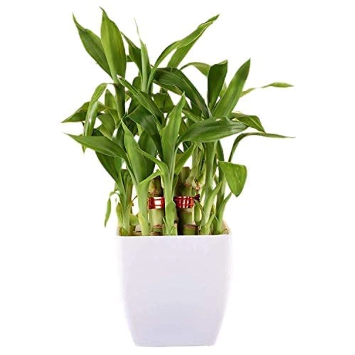 Evergreeness India Layer Lucky Bamboo Plant and Money Plant Combo Feng Shui Good Luck Fortune Vastu Plants with Pot for home, Office, Living room, Bedroom, Balcony Decoration (Color-White)