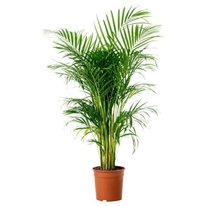 Evergreeness India Palm Natural Live Indoor Plant with Pot