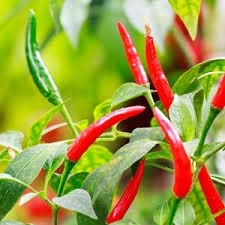 Evergreeness India organic Stand Green Chilli with nursery pot