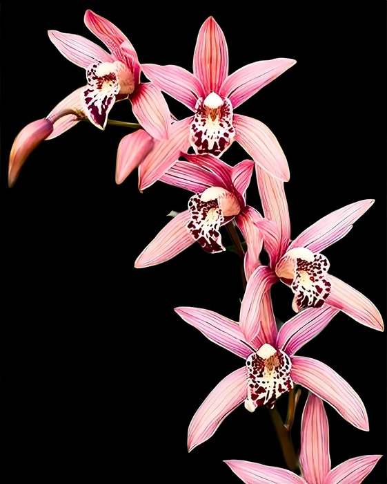 Evergreeness India Cymbidium Orchid Hybrid Miss Taipei Unveiled Live Flower Plant Without Flowers for Home, Balcony & Outdoor Gardening