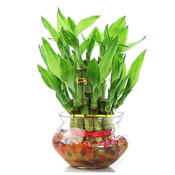Evergreeness India Bamboo Plants for home decoration - Indoor Vastu Bamboo Plant with Pot - Home/Office Decor Gifts