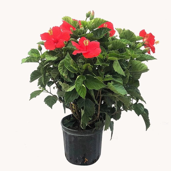 Evergreeness India Hibiscus Gudhal Flower Plant Garden Live Plant Nursery Outdoor Living Plant (Red)