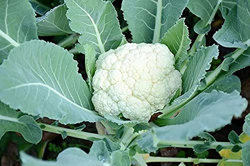 Evergreeness India High Germination Seeds For Your Garden/Easy To Grow/Organic Hybrid Vegetable Seeds For Home And Terrace Gardening, Green And White