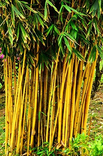 Evergreeness India Golden Bamboo Plant Holy And Fengsui Golden Bamboo Live Plant With Pot