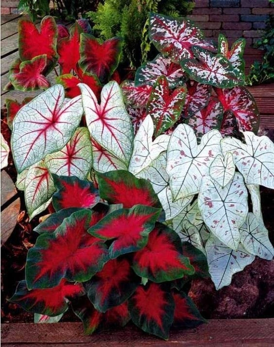 Evergreeness India Caladium Flowers Bulbs Caladium Peppermint Leafy Plant Hybrid Bulbs Hybrid Bulbs for Indoor Outdoor Home Gardening winter Flowering Bulbs Design N PACK OF 2