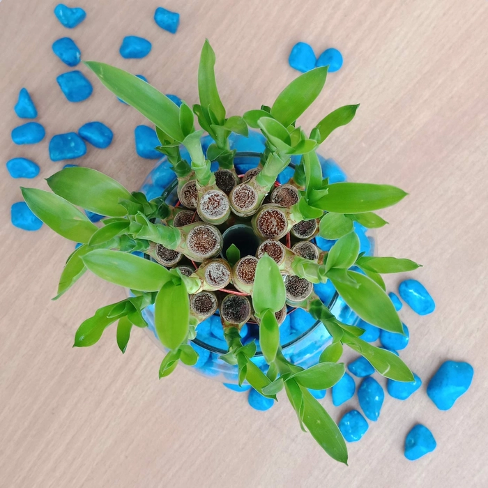 Evergreeness India Two Layer Lucky Bamboo Live Indoor Feng Shui Vastu Plant for good fortune & Luck with Glass Bowl for home & Office Decor (without Stones)