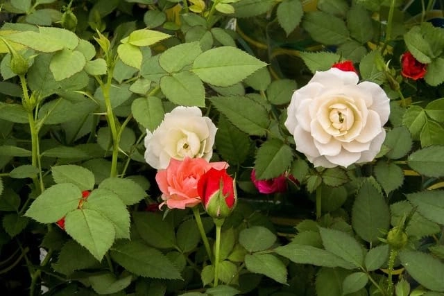 Evergreeness India 2 Live 2 colors Hybrid Big Size Rose Plant With flower Pack Of 2 Live Grafted Rose Plant