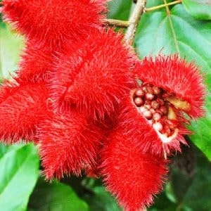 Evergreeness India OUTDOOR GARDEN (ORGANIC)