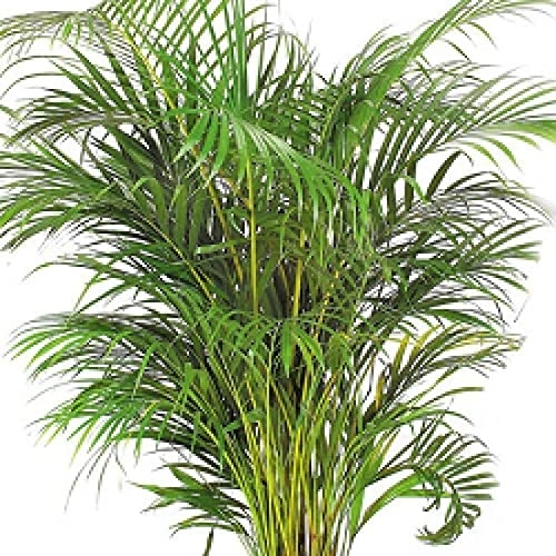 Evergreeness India Care Areca Palm Air Purifier Natural Live 1.5 ft Height Plant for Home and Office Indoor Decor Plant Include Pot Pack of 1