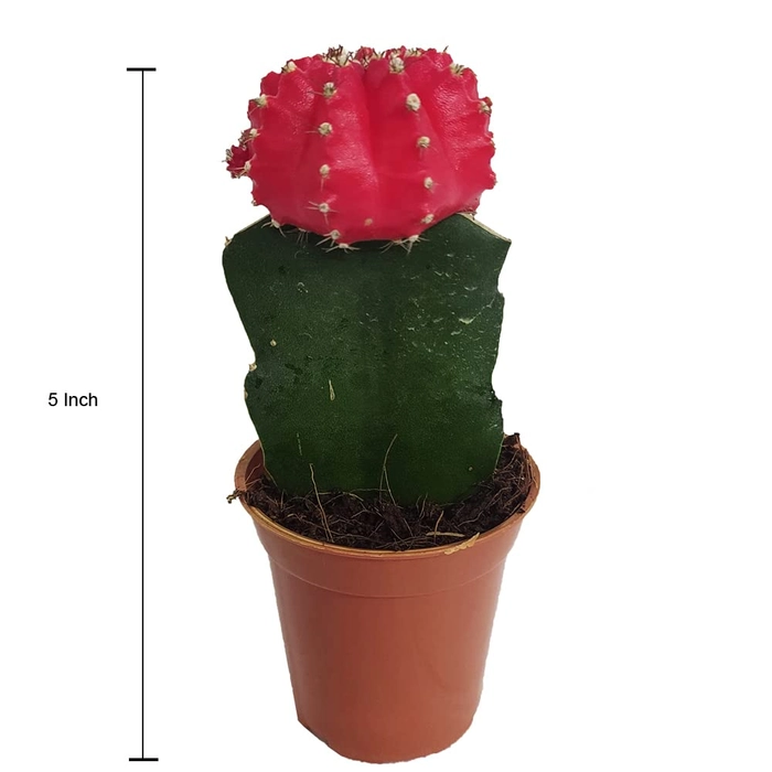 Buy Evergreeness India Cactus Live Plant Small Red Online From