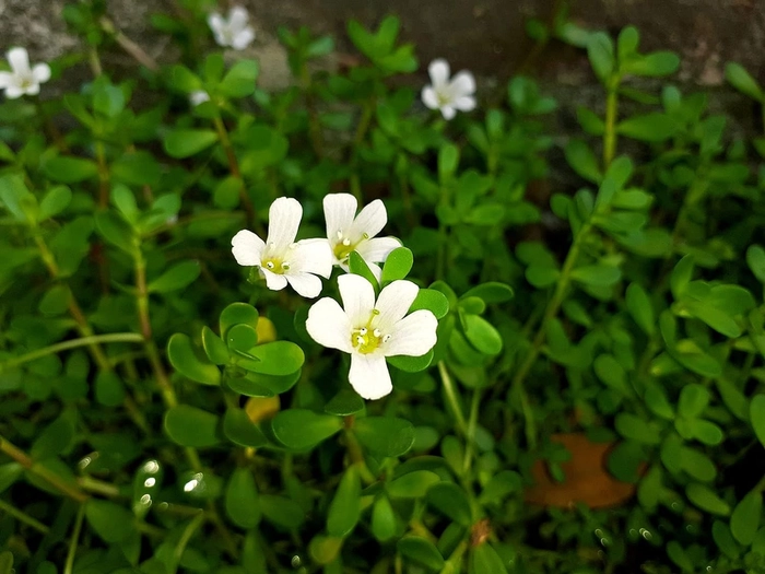 Evergreeness India Plant Live with Pot (15-20 Strings) - Medicinal Plants for Home Garden Herbs - Bacopa Monnieri/Water Hyssop/Thyme-Leafed Gratiola/Herb of Grace Ayurvedic Plants