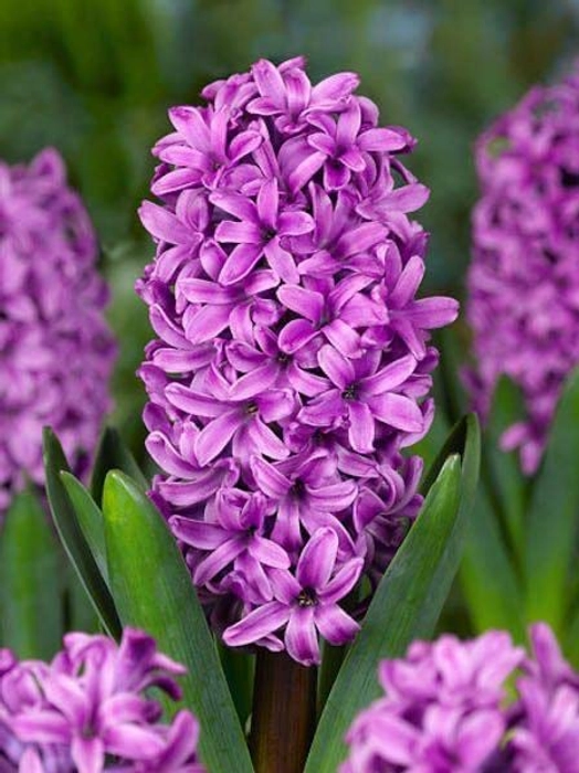 Evergreeness India Agriculture Imported Variety Hyacinth, Dutch hyacinth Flower bulbs mix color For Home Gardening (PACK OF 5, Mix color)