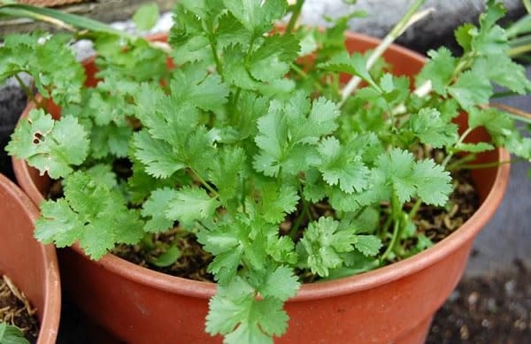 Evergreeness India Seeds for Home Gardening (2000 Seeds Packe) | Leafy Winter Vegetable Seeds for Home Garden | Fresh Vegetables Seeds for Kitchen | Organic Dhania Leaves Seeds