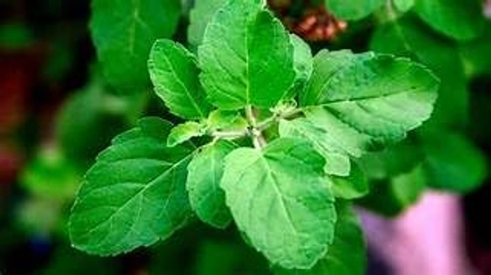 Evergreeness India Tulsi Plant live plant | Holy Tulsi |Ayurvedic Indoor Plant