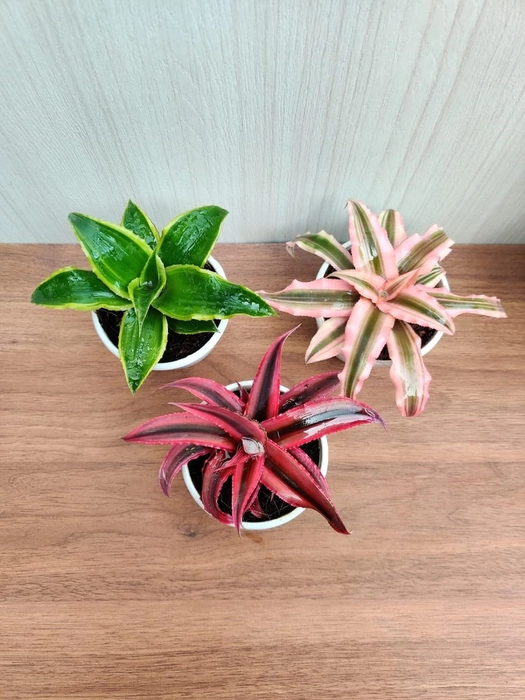 Evergreeness India Earth Star Plant with Pot (Pack of 3) | Free 5 Gram Fertilizer