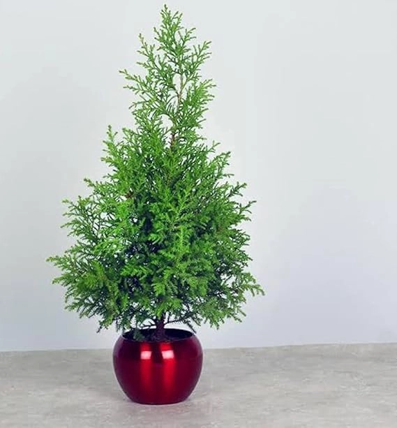 Evergreeness India Air Purifier Natural Live Plant for Decoration Home, Garden, Balcony, Indoors