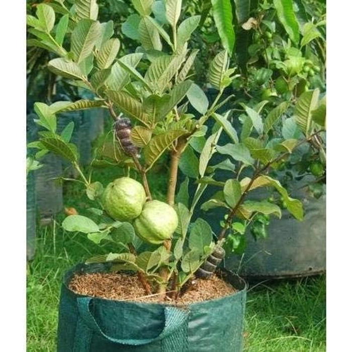 Evergreeness India Bihi Guava Big Size Jambu sapling Piyara Amrood Amrud Hybrid Variety 1 Live Plant Plants Tree