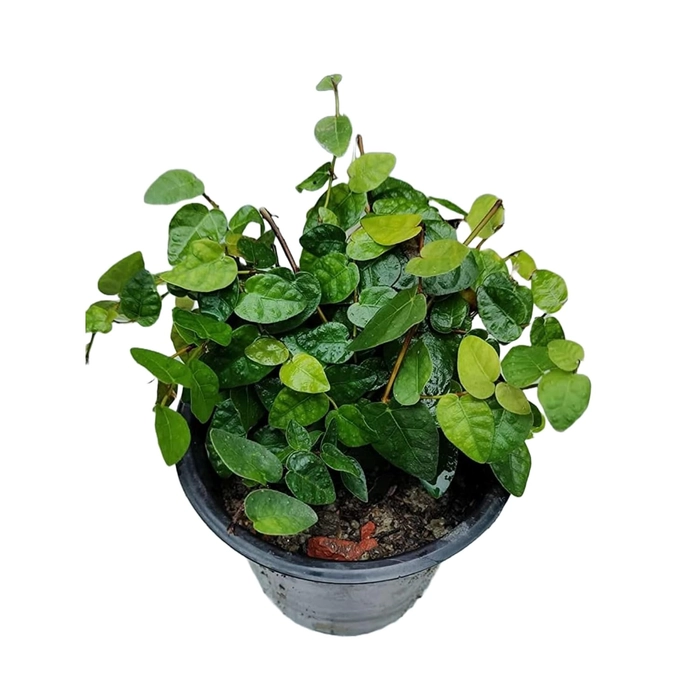 Evergreeness India Chipkali Bel Plant (Ficus repens), Creeper Plants, Creeping plant, Creeping Fig, Climbing Fig, Fig Plant with Pot With Black Plastic Pot And 20g Fertilizer Free