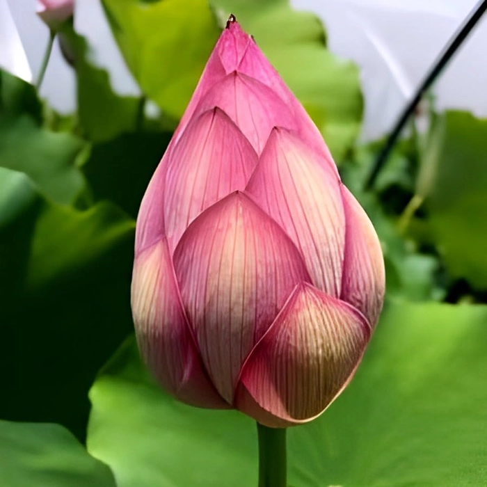 Evergreeness India PLANT HOUSE - Ultimated Thousand Petal Lotus Twins Colour Live Plant Orginal Variety Guarante Blooming With in 45 Days Big Hybrid Water Lily For Out Door And In Door Plant(1000
