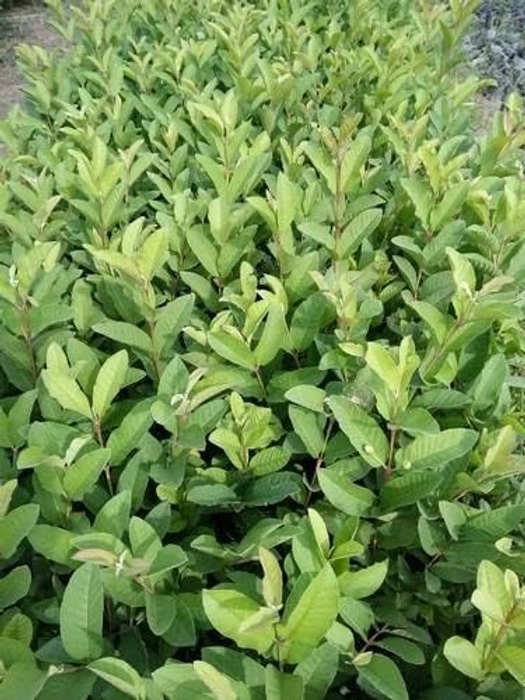 Evergreeness India Bihi Guava Big Size Jambu sapling Piyara Amrood Amrud Hybrid Variety 1 Live Plant Plants Tree