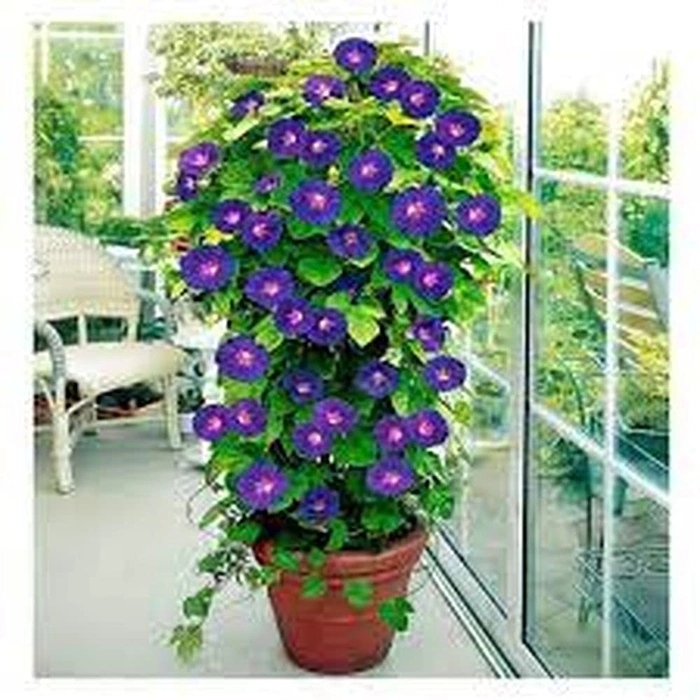 Evergreeness India Glory/Ipomia Flower Mixed F1 Good GERMINATION Hybrid CREEPER SEEDS (1) (PL-SEEDS-90)