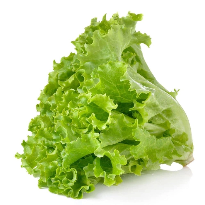 Evergreeness India seeds | Lettuce Green F1 Hybrid Seeds For Kitchen Garden (20 seeds pack)