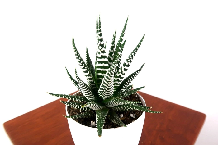 Evergreeness India AND NURSERY|live decorative zebra plant with pot, haworthiya zebra