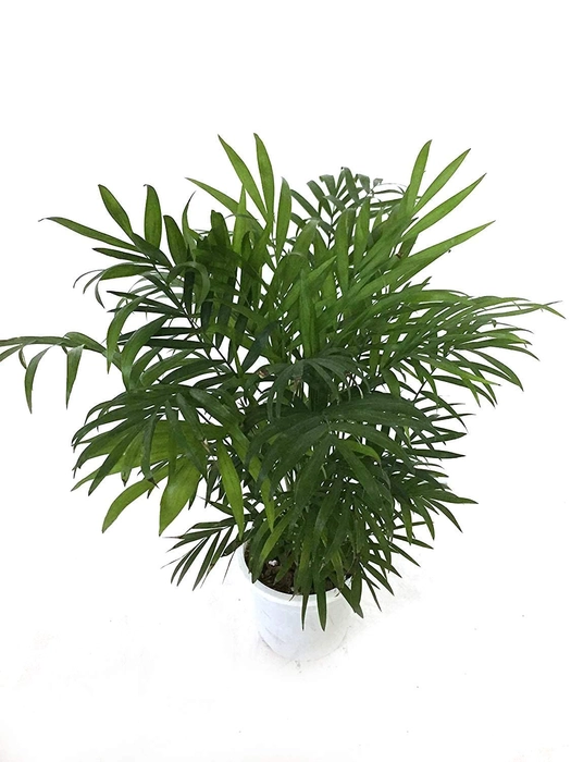 Evergreeness India GROW Air Purifier Bamboo Palm Live Indoor Plant with Plastic Pot | Free 5 Gram Fertilizer