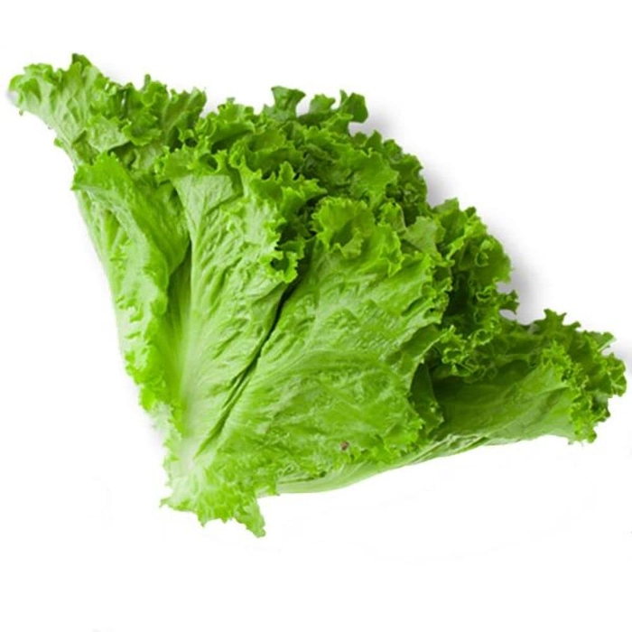 Evergreeness India seeds | Lettuce Green F1 Hybrid Seeds For Kitchen Garden (20 seeds pack)