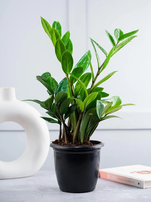 Evergreeness India Air Purifying Plants Combo (ZZ & Philodendron Birkin) | Live Plants Combo | Indoor Plants for Living Room in Black Plastic Pots (Size: 4.5Inch * 4Inch) -[Wooden Blocks not Included]