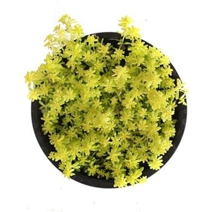 Buy Evergreeness India Live Plant Sedum Oro Decorative Plants For