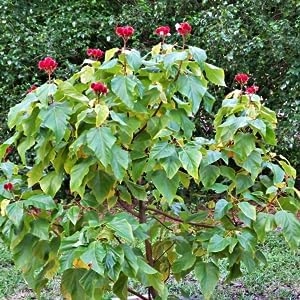 Evergreeness India OUTDOOR GARDEN (ORGANIC)