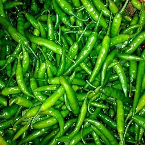 Evergreeness India organic Stand Green Chilli with nursery pot