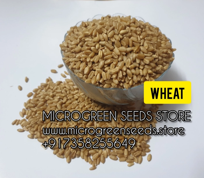 Wheatgrass Microgreen Seeds