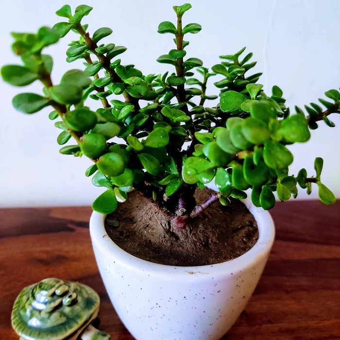 Buy Evergreeness India Jade Plant Good Luck Indoor Plants for Home ...