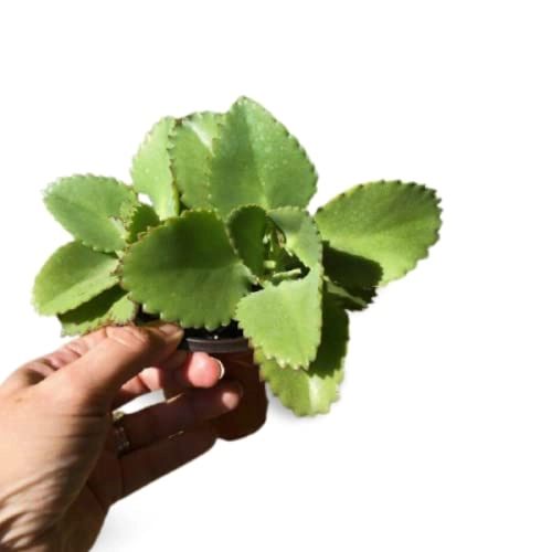 Evergreeness India Plant Mother Of Thousands Indoors Vastu Succulent Home Décor|Indoor Plants|Living Room|Air Purifying|Balcony|Decoration|Dining Table|Kitchen - Best (Healthy Live Plant)