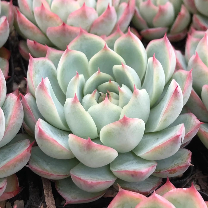 Evergreeness India Vishnu Kamal/Lakshmi Kamal (Echeveria Prince) Live Succulent Plant