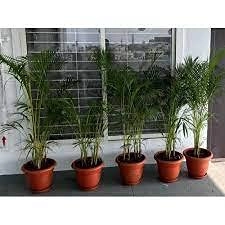 Evergreeness India Tree Live Plant Best Indoor air Purifying Plant Include Pot