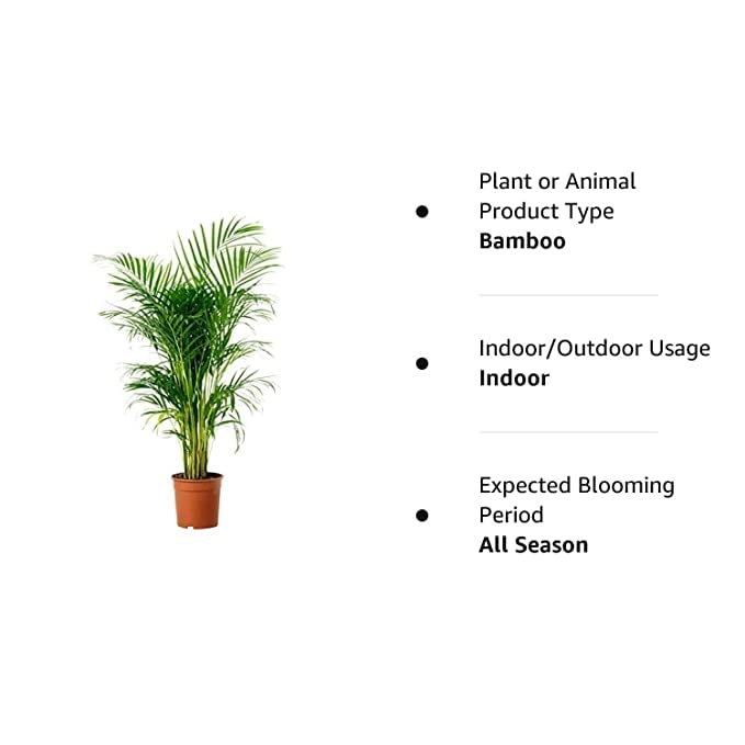 Evergreeness India Real Live areca palm tree live plant best indoor air purifying plant With Pot