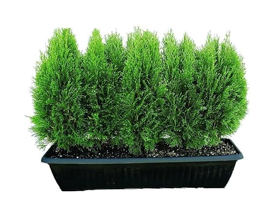 Evergreeness India Air Purifier Natural Live Plant for Decoration Home, Garden, Balcony, Indoors