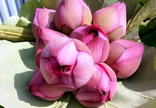 Evergreeness India PLANT HOUSE - Ultimated Thousand Petal Lotus Twins Colour Live Plant Orginal Variety Guarante Blooming With in 45 Days Big Hybrid Water Lily For Out Door And In Door Plant(1000