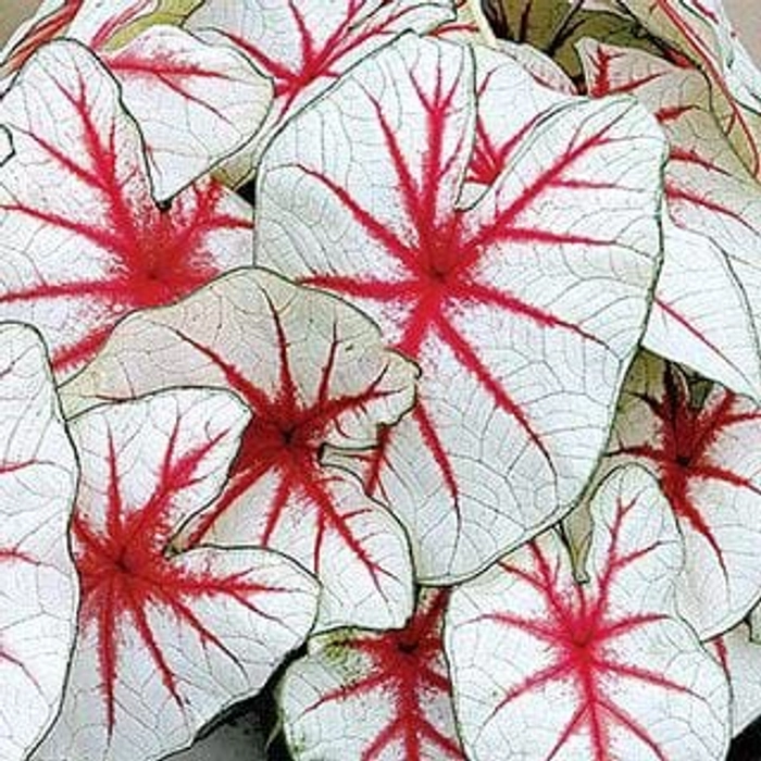 Evergreeness India Caladium Flowers Bulbs Caladium Peppermint Leafy Plant Hybrid Bulbs Hybrid Bulbs for Indoor Outdoor Home Gardening winter Flowering Bulbs Design N PACK OF 2