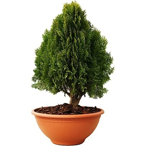 Evergreeness India Air Purifier Natural Live Plant for Decoration Home, Garden, Balcony, Indoors