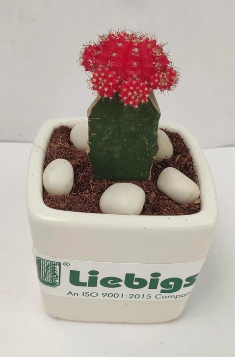 Buy Evergreeness India Cactus Red Colour Indoor Air Purifying Low