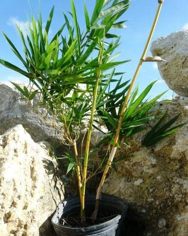 Evergreeness India Golden Bamboo Plant Holy And Fengsui Golden Bamboo Live Plant With Pot
