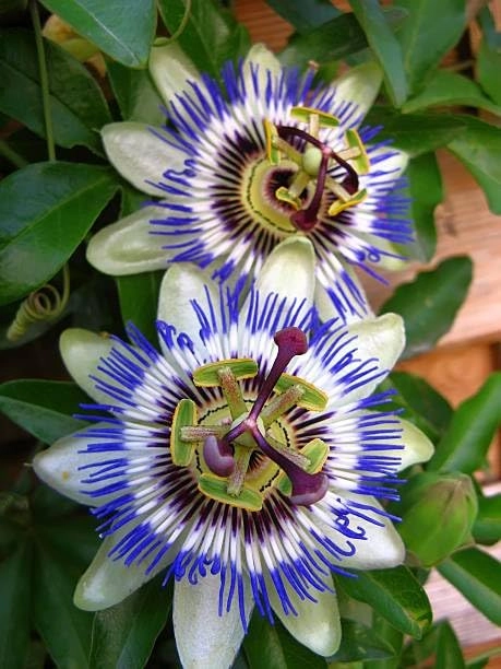 Evergreeness India Flower Plant (red+blue combo pack of 2)