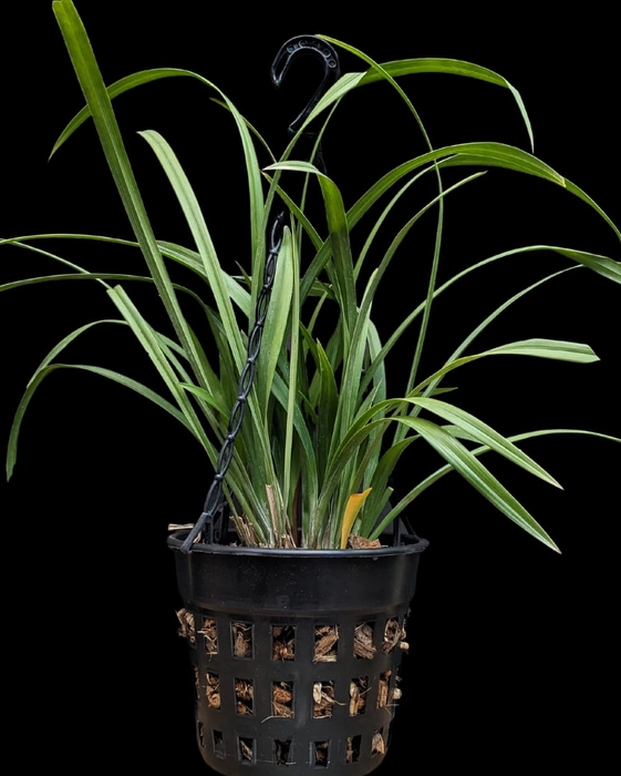 Evergreeness India Cymbidium Orchid Hybrid Miss Taipei Unveiled Live Flower Plant Without Flowers for Home, Balcony & Outdoor Gardening