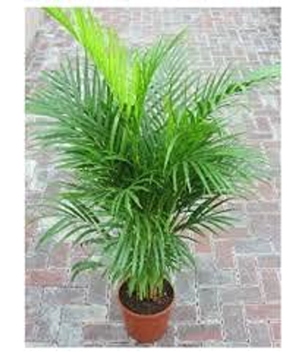 Evergreeness India Tree Live Plant Best Indoor air Purifying Plant Include Pot